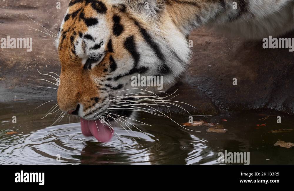 Siberian tiger (Panthera tigris altaica) drinking water Stock Video ...