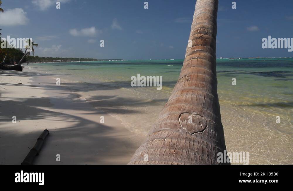 Heart of palm tree Stock Videos & Footage HD and 4K Video Clips Alamy