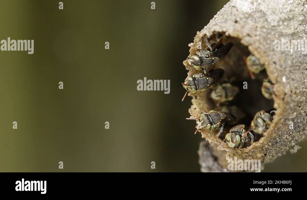 Melipona, native stingless bees of Mexico Stock Video Footage Alamy