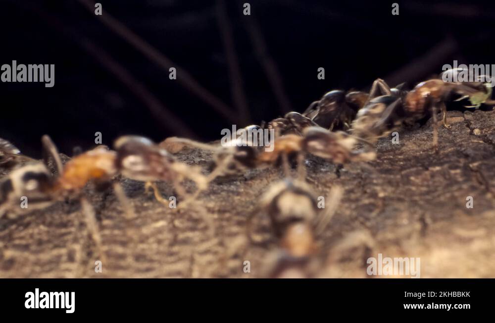 A colony of Red wood ant on the root of a tree. Super macro 60fps