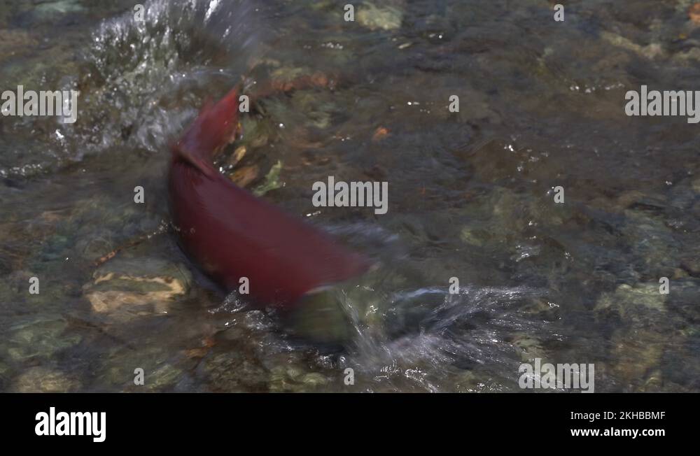 Wild red salmon fish Sockeye Salmon swimming in shallow water during ...