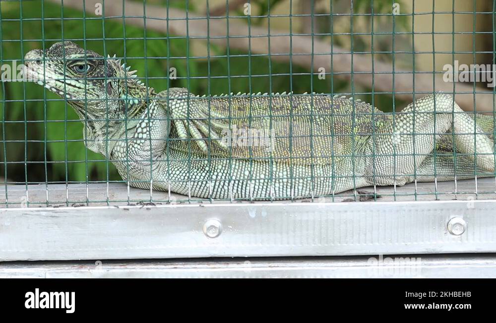 Sailfin dragon - Soa layar (Hydrosaurus amboinensis) in a cage Stock