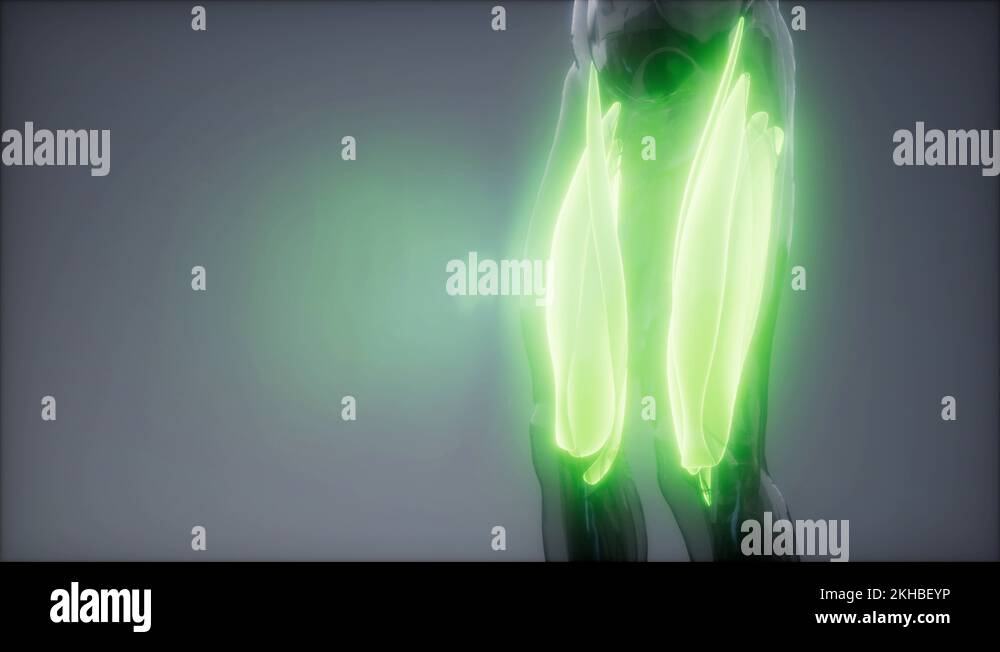 thigh muscles Visible muscle anatomy map Stock Video Footage Alamy