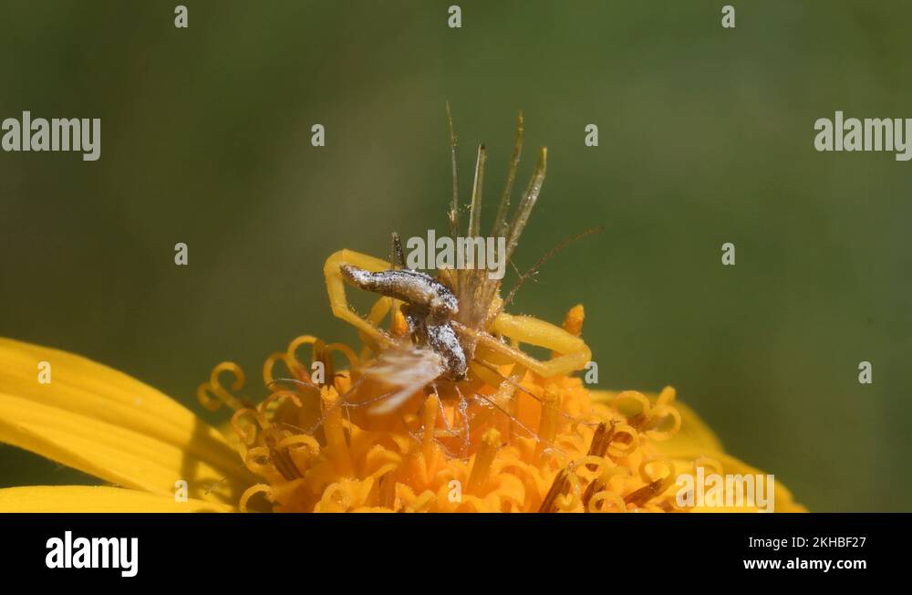 crab spider haunts for prey on Arnica montana, Thomisus, mimicry Stock