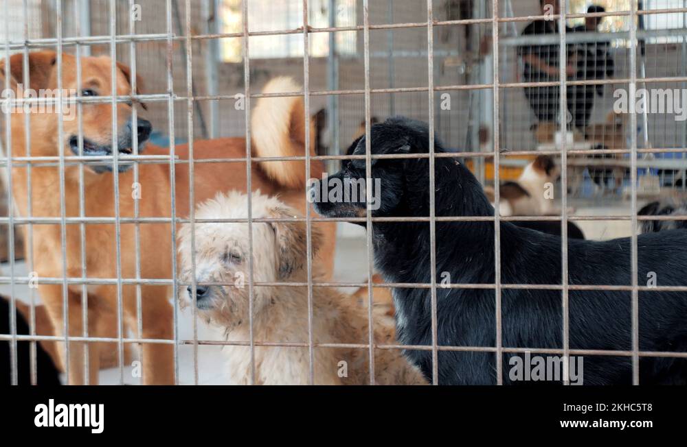 Different mixed breed dogs behind the fences. Dogs in a shelter or an