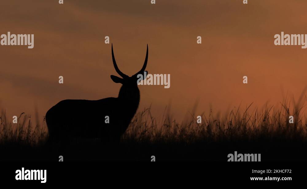 Gazelle silhouette Stock Videos & Footage - HD and 4K Video Clips - Alamy