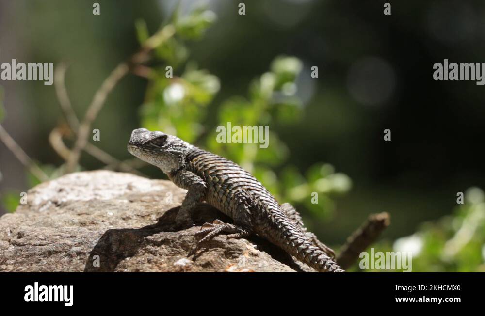 Spiny lizards of mexico Sceloporus mucronatus o S. torquatus Stock