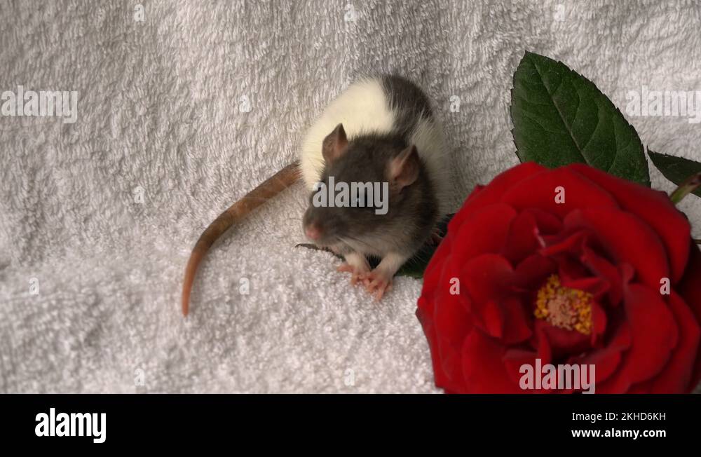 cute pet rat on a white blanket Stock Video Footage Alamy