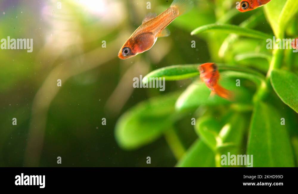 Fish fry aquarium Stock Videos & Footage HD and 4K Video Clips Alamy