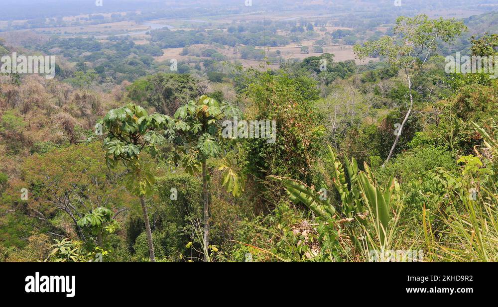 Puntarenas Costa Rica jungle mountain forest dry season 4K Stock Video Footage Alamy