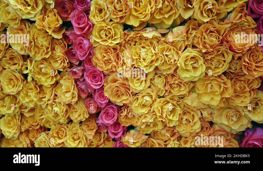 How to grow roses Stock Videos & Footage HD and 4K Video Clips Alamy