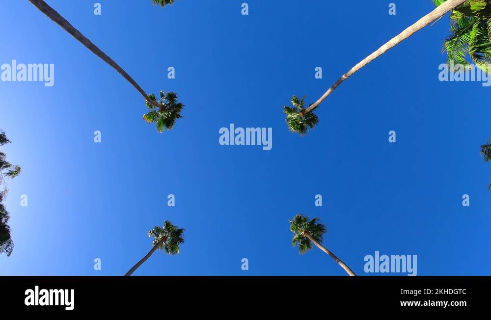Tall palm trees beverly hills Stock Videos & Footage HD and 4K Video Clips Alamy