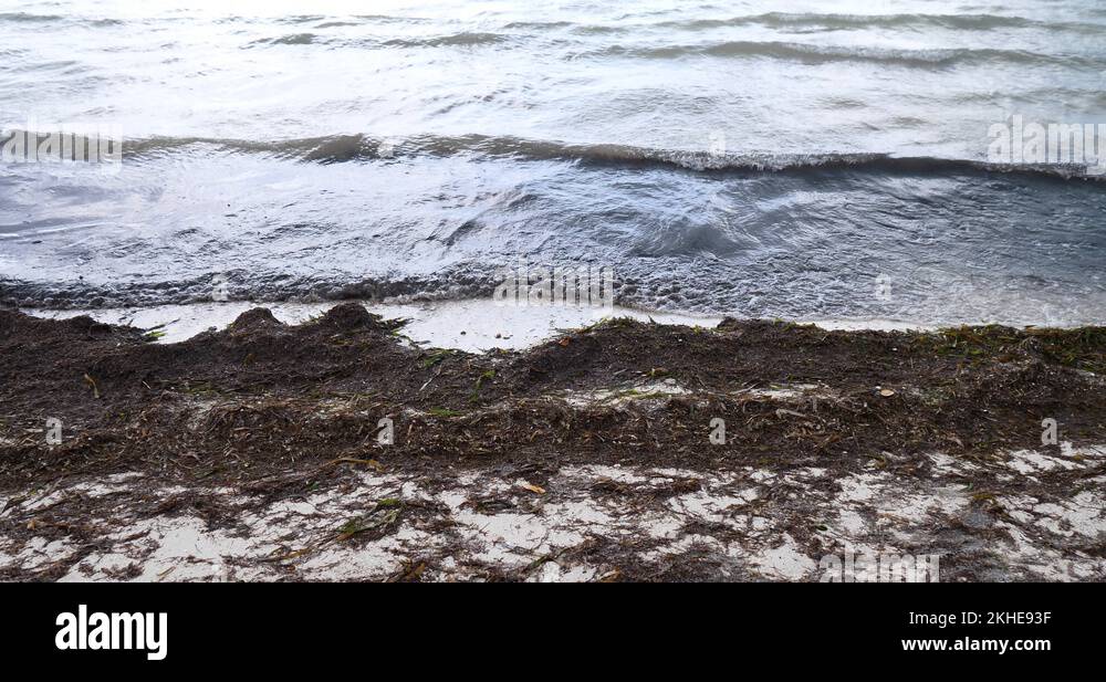 Sargasso Seaweed Floating Caribbean Beach Mexico Affecting Beaches