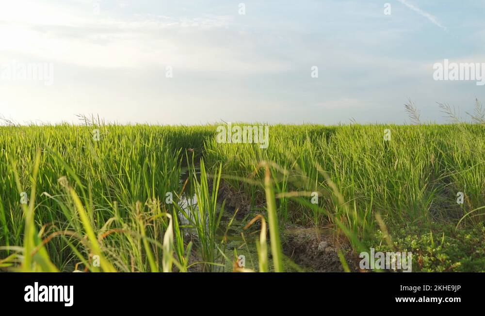 Green rice fields in Valencia. Spanish rice crops. Countryside
