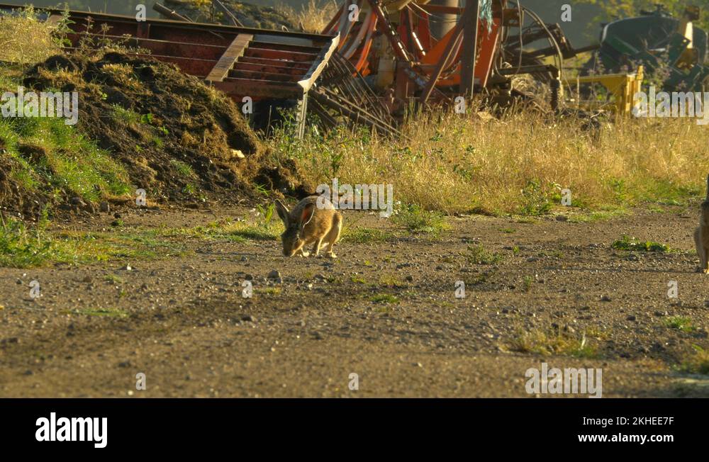 Farm hare Stock Videos & Footage HD and 4K Video Clips Alamy