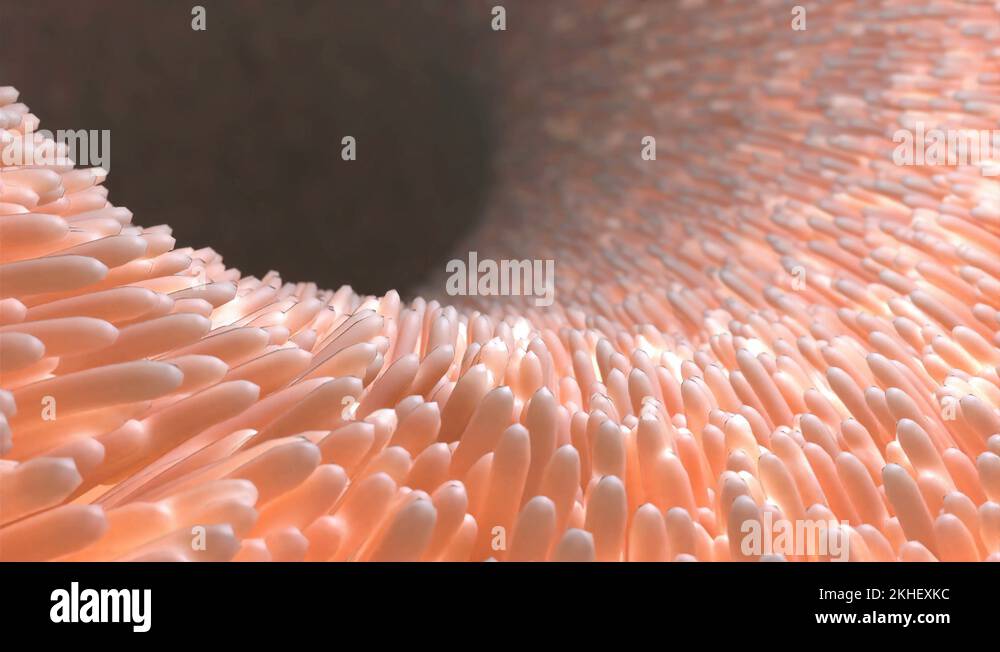 Microvilli lining duodenum Stock Videos & Footage HD and 4K Video Clips Alamy