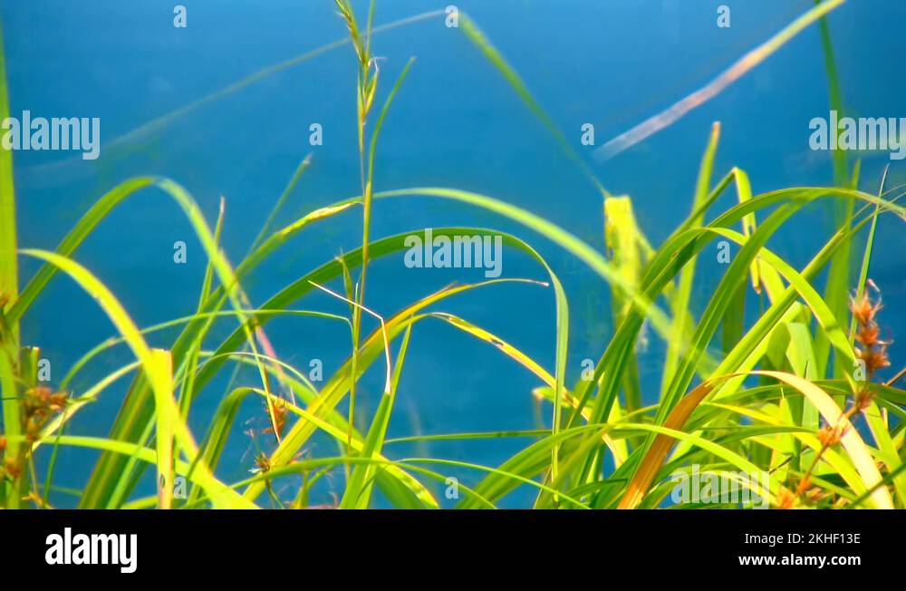 Long green grass moving in hard wind in the Philippines Stock Video ...