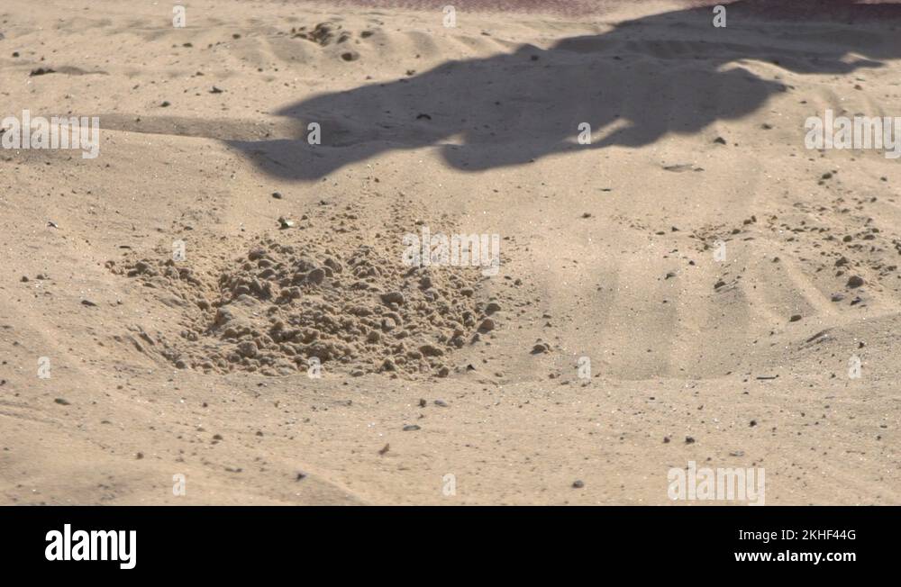 Sportsman doing long jump landing in sandpit. Track and field