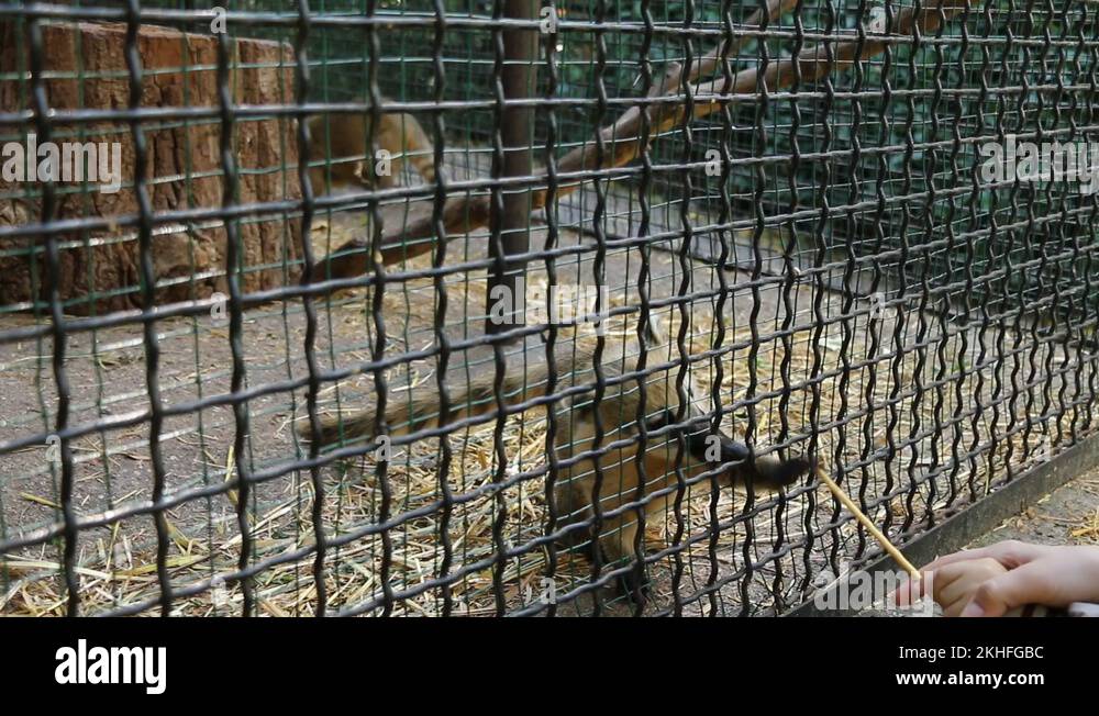 Zoo animals cage Stock Videos & Footage HD and 4K Video Clips Alamy