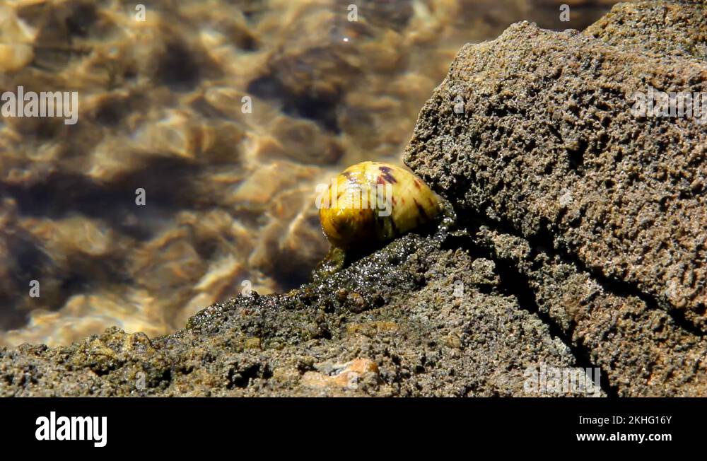Warm water sea snail Stock Videos & Footage HD and 4K Video Clips Alamy