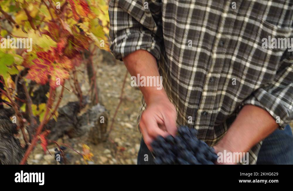 Manual harvest Stock Videos & Footage HD and 4K Video Clips Alamy
