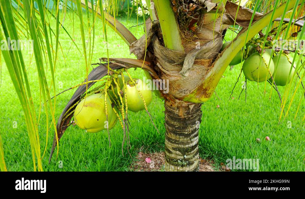 Green dwarf coconut tree Stock Videos & Footage HD and 4K Video Clips