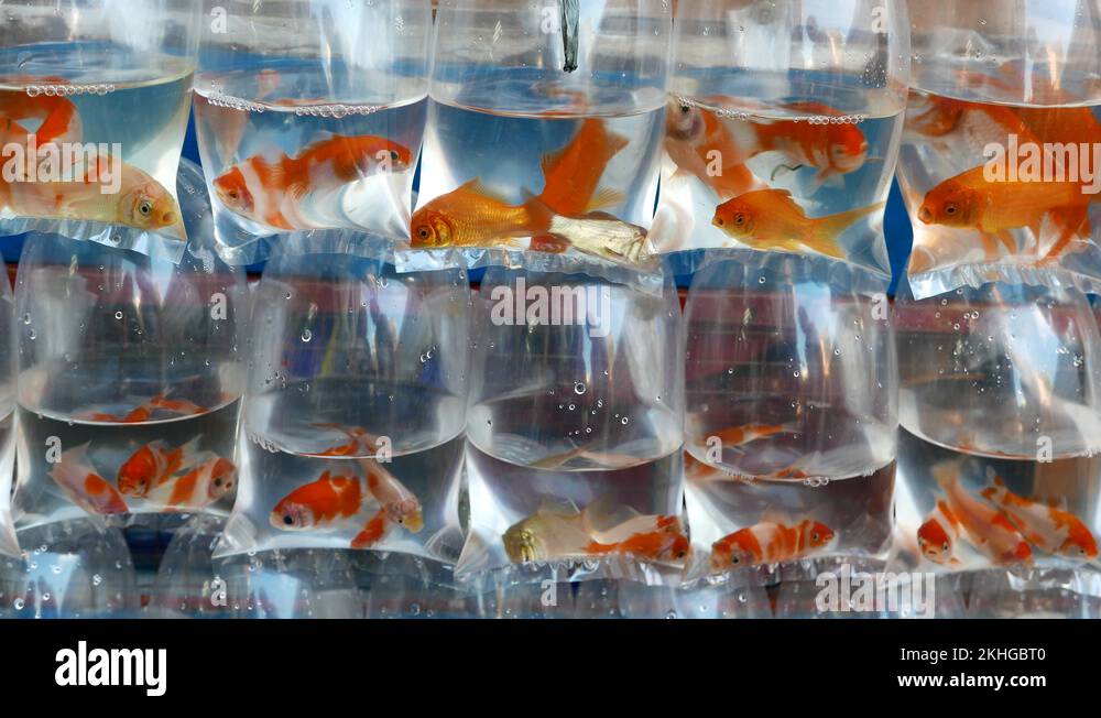 Goldfish in plastic bags Stock Videos & Footage HD and 4K Video Clips