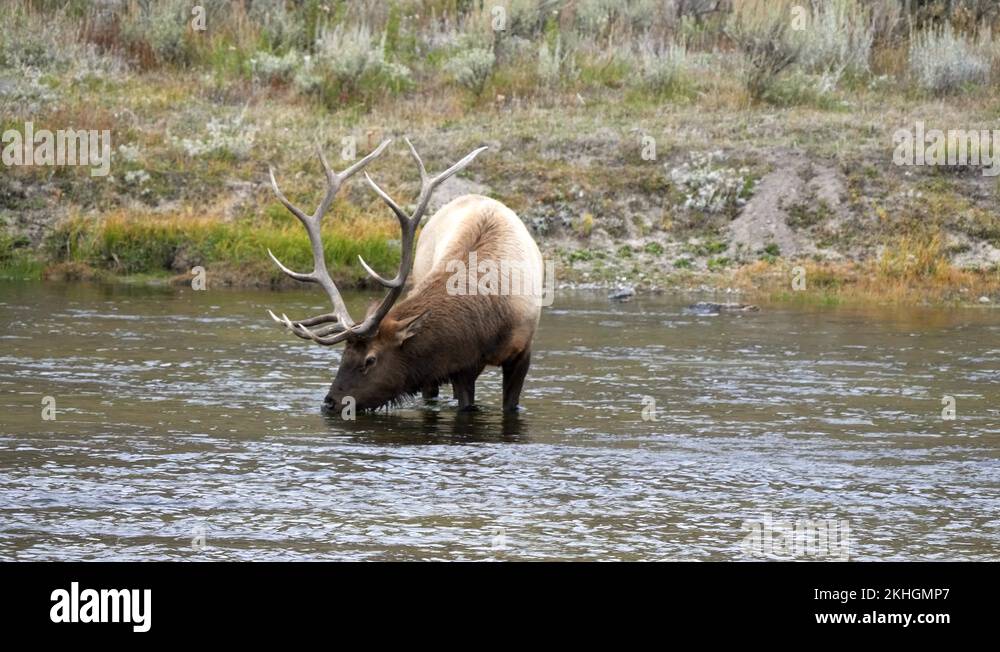 Bull elk drinking Stock Videos & Footage - HD and 4K Video Clips - Alamy