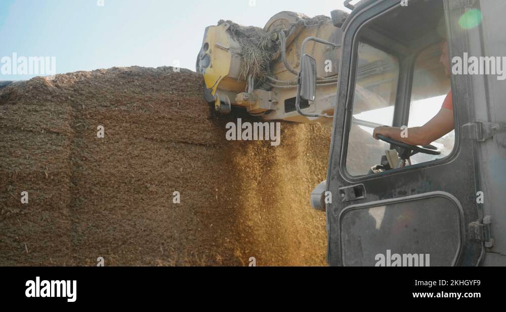 Close up of tractor is mulching a corn for biologic cattle feed on a