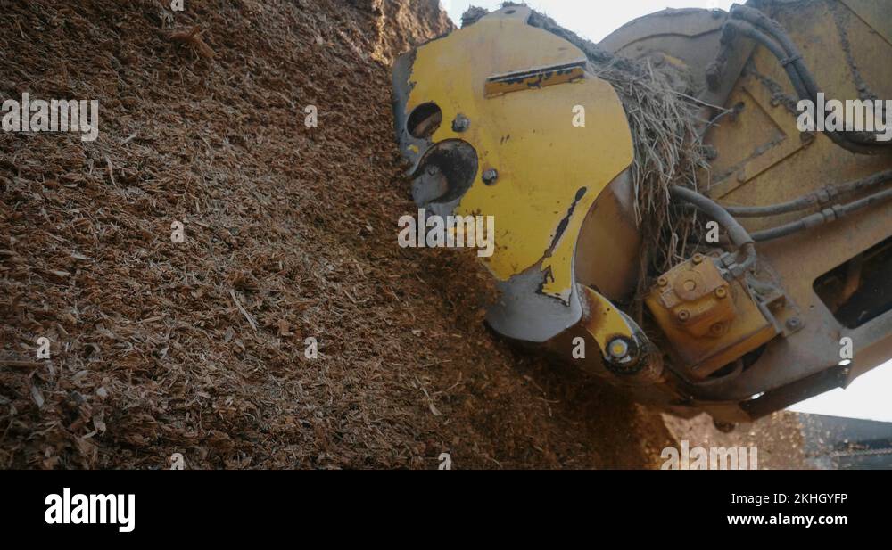 Close up of tractor is mulching a corn for biologic cattle feed on a