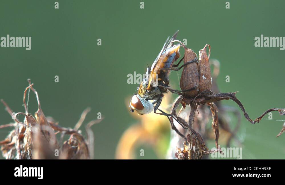 Staggers grass Stock Videos & Footage HD and 4K Video Clips Alamy