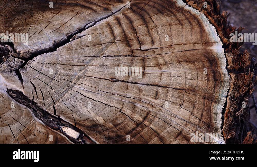 Trunk slice texture Stock Videos & Footage HD and 4K Video Clips Alamy