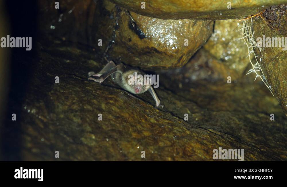 Desmodus rotundus Stock Videos & Footage - HD and 4K Video Clips - Alamy