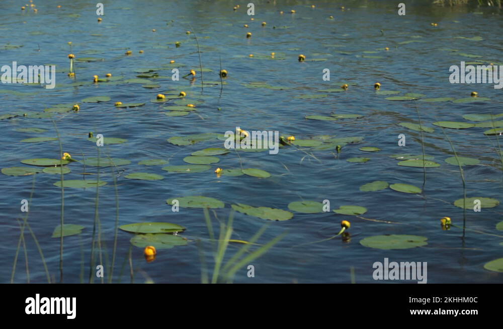 Nuphar plant Stock Videos & Footage HD and 4K Video Clips Alamy