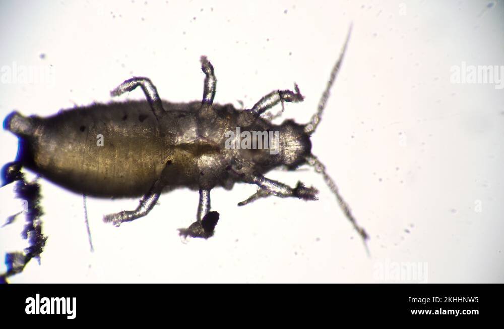 Plant eater animal Stock Videos & Footage HD and 4K Video Clips Alamy