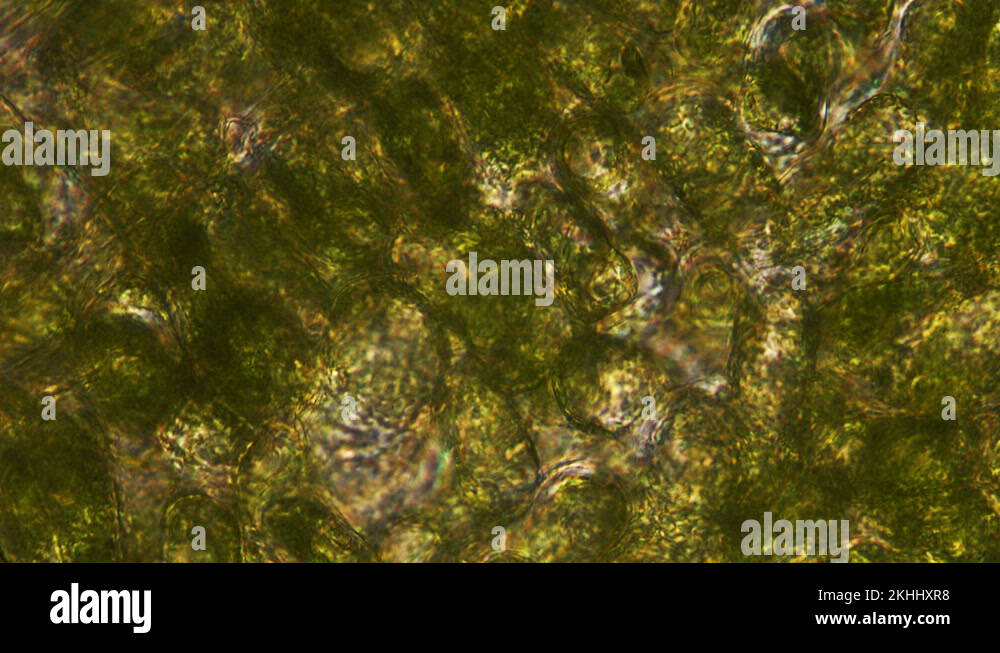 Plant cell microscope onion chloroplasts Stock Videos & Footage HD
