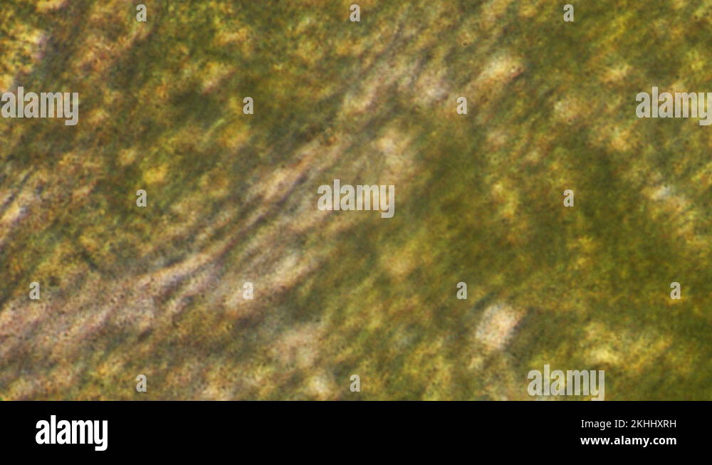 Microscopy of green plant (green onions). Magnification 300x with