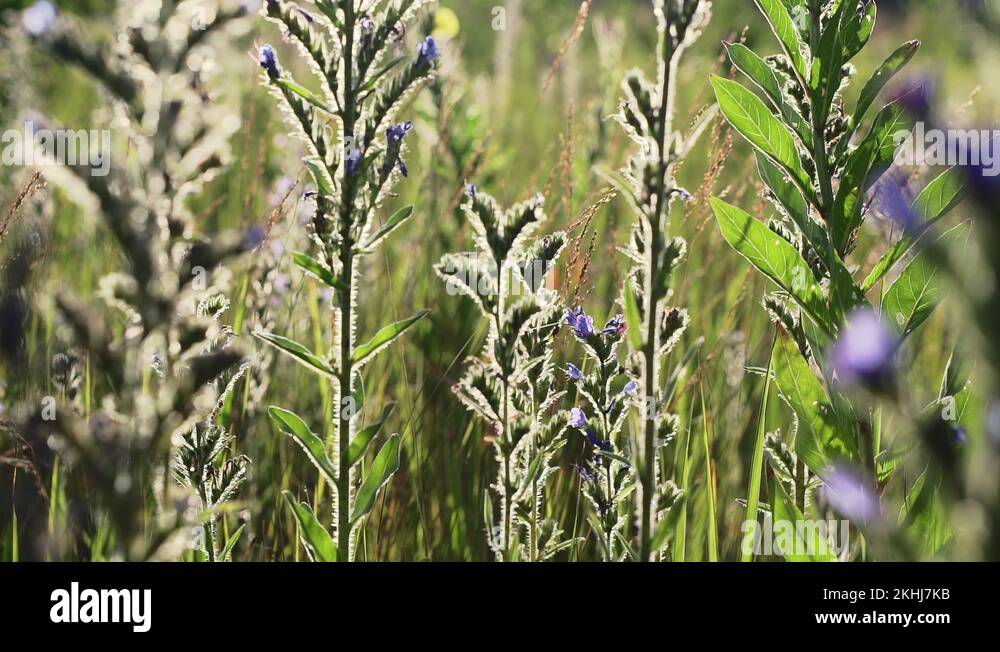 Tall wildflowers Stock Videos & Footage HD and 4K Video Clips Alamy