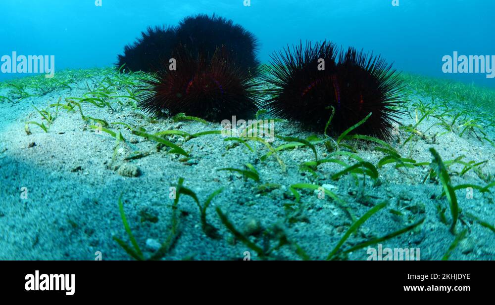 sea urchin group underwater close up needles tropical water seaurchin