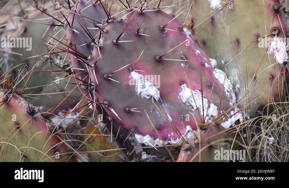 Cochineal cactus Stock Videos & Footage - HD and 4K Video Clips - Alamy