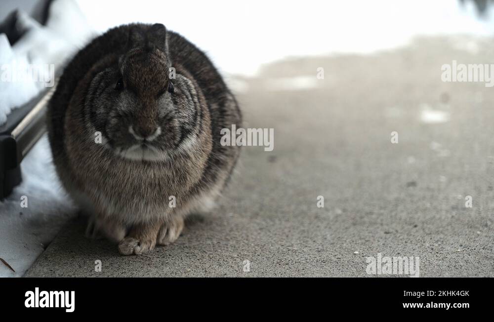 Snowshoe hare lepus americanus Stock Videos & Footage HD and 4K Video Clips Alamy