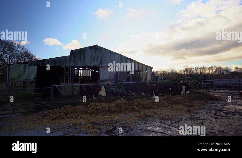 Holstein friesian dairy cows Stock Videos & Footage - HD and 4K Video ...