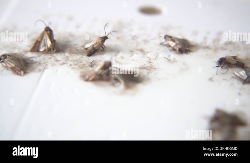 Special insects Stock Videos & Footage HD and 4K Video Clips Alamy