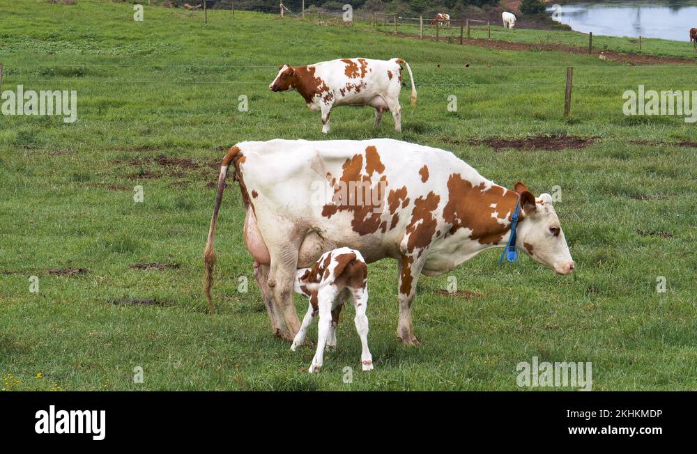 Ayrshire dairy cow Stock Videos & Footage HD and 4K Video Clips Alamy