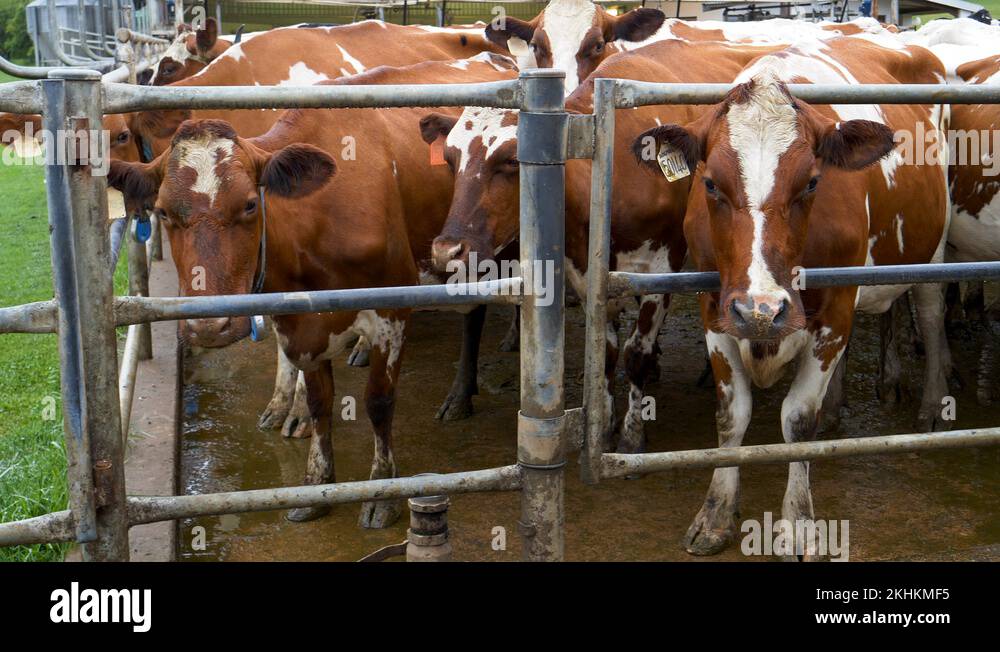 Closeup view of Ayrshire dairy cows waiting for milking on a dairy