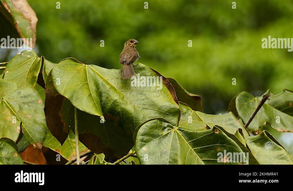 Loud bird Stock Videos & Footage HD and 4K Video Clips Alamy