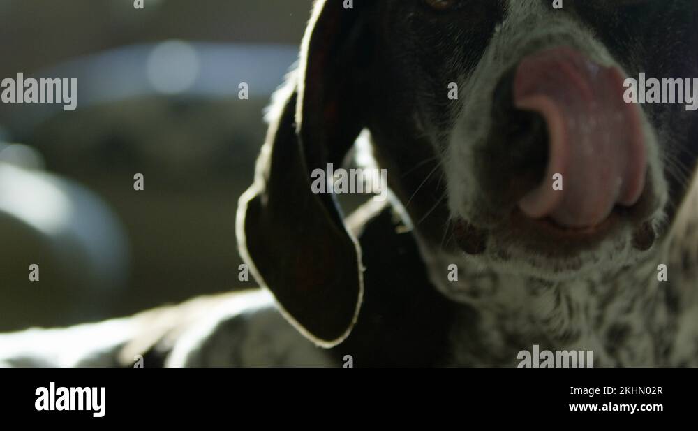 Dog licks lips as she wakes up form afternoon nap slow motion close