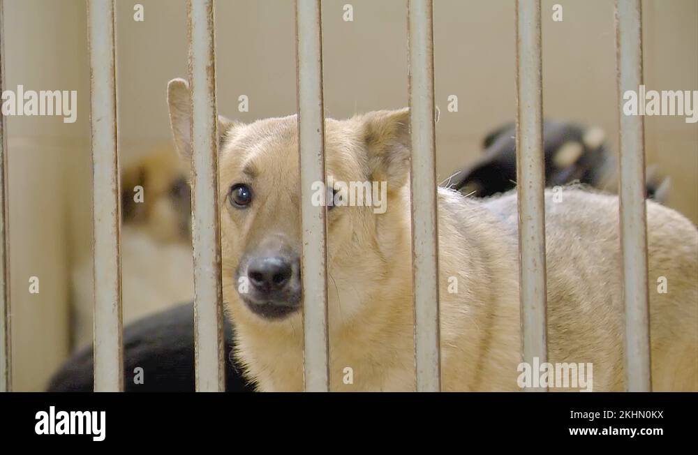 Homeless dogs in cages Stock Videos & Footage HD and 4K Video Clips