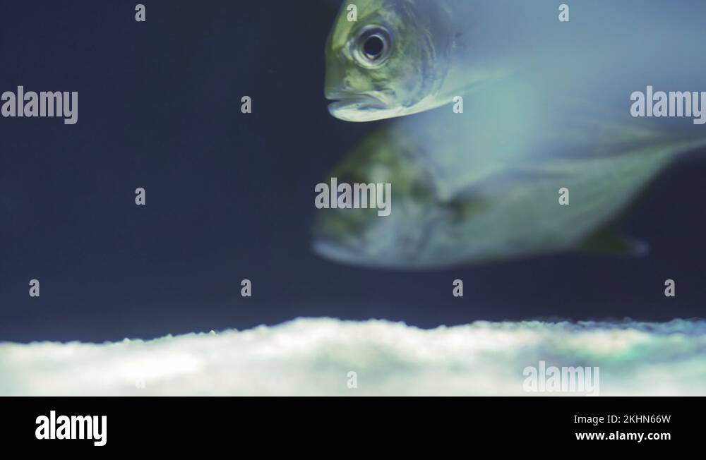 School Of Snub Nosed Dart, Oyster Cracker, Snubnosed Pompano. Close up