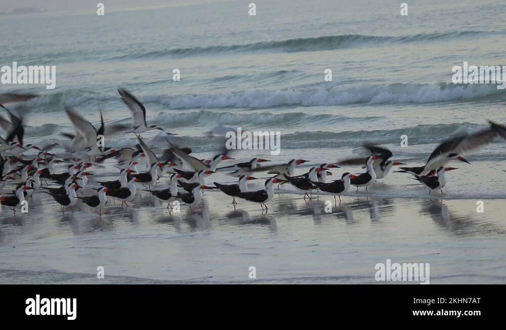 Black skimmer flock Stock Videos & Footage - HD and 4K Video Clips - Alamy